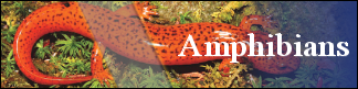Petwarehouse Fort Wayne - Pet Care for Amphibians