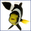 Petware House | Fresh and Saltwater Fish